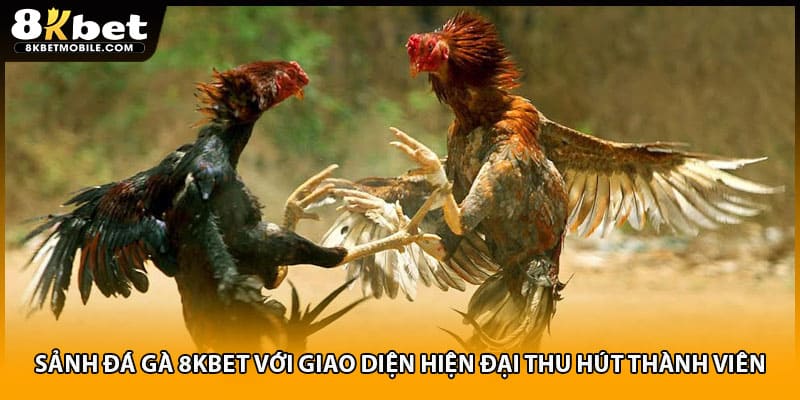 Sảnh đá gà 8KBET với giao diện hiện đại thu hút thành viên